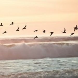 Meet your Posher, Destiny